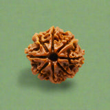 8 Mukhi Rudraksha (NEPAL) with certificate