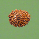 14 Mukhi Rudraksha (NEPAL) with certificate