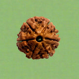 6 Mukhi Rudraksha (NEPAL) with certificate