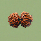 Gauri Shankar Rudraksha (NEPAL) with certificate