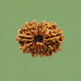 12 Mukhi Rudraksha (NEPAL) with certificate