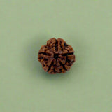 5 Mukhi Rudraksha (NEPAL) with certificate