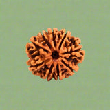 9 Mukhi Rudraksha (NEPAL) with certificate