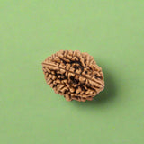 2 Mukhi Rudraksha (NEPAL) with certificate