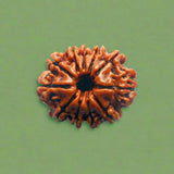 11 Mukhi Rudraksha (NEPAL) with certificate