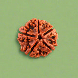 5 Mukhi Rudraksha (NEPAL) with certificate