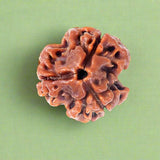 3 Mukhi Rudraksha (NEPAL) with certificate