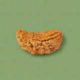 1 Mukhi Rudraksha (INDIA) with certificate
