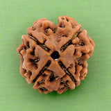 4 Mukhi Rudraksha (NEPAL) with certificate