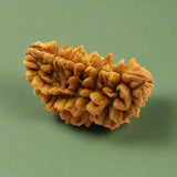 1 Mukhi Rudraksha (INDIA) with certificate