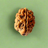 2 Mukhi Rudraksha (NEPAL) with certificate